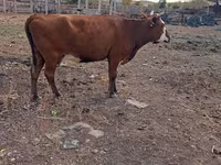 Kuh, Latvian Blue cattle — Foto 1