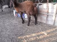 भेड़, Blackheaded Persian sheep — फ़ोटो 4