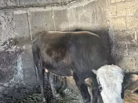 सांड, लाल-धब्बेदार नस्ल — फ़ोटो 5