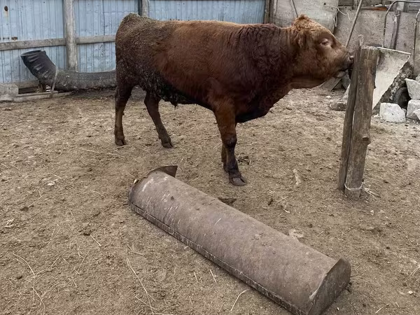 Bull, Cattle