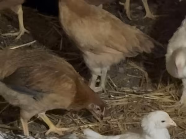 Chickens