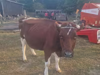بقرة, Simmental cattle — الصورة 2