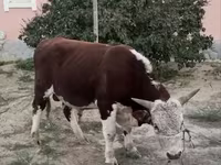 Бұқа, Қазақ ақбас сиыры — 2-сурет