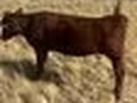 Cow, Red Steppe Cow — photo 2