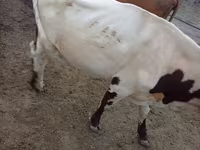 Бұқа, Simmental cattle — 1-сурет