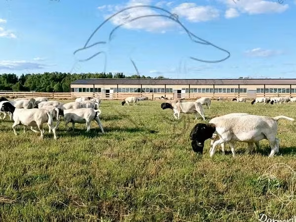 Widder, Dorper sheep