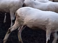 Qoʻy, Tsigai sheep — 3-rasm