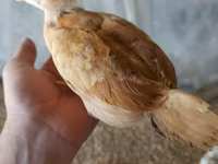 Chickens — 1-сурет