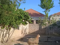 Qoç, Qoyunlar — foto 1