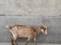 Ziege, Alpine goat — Foto 2