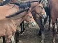 Yegua, Caballos — foto 6