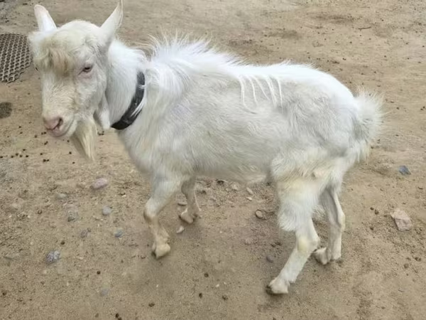 Cabro, Saanen goat