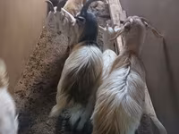 Ziege, Saanen goat — Foto 4