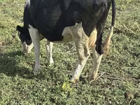 Kuh, Russian Black pied cattle — Foto 5