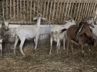 عنزة, الماعز — الصورة 3