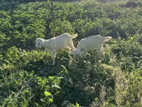 Ziege, Saanen goat — Foto 2