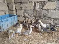 Domestic Muscovy — photo 2