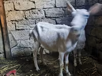 Keçi, Alpine goat — foto 4