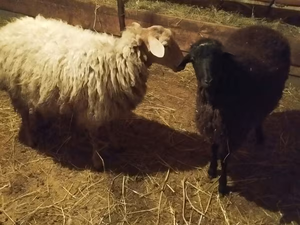 Oveja, Ovejas