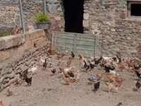 Chickens — 5-rasm