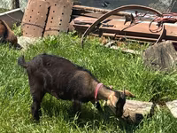 Ешкі, Nubian Goat — 4-сурет