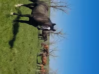 Yegua, Kazakh horse — foto 4