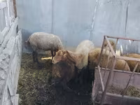 Schafe (Partie, Geschlecht nicht angegeben), Schafe — Foto 1