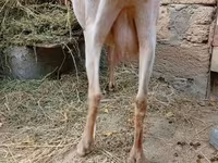 عنزة, الماعز — الصورة 5
