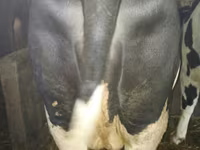 Kuh, Russian Black pied cattle — Foto 3