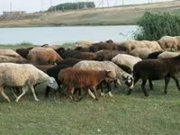 मेढ़ा, भेड़ — फ़ोटो 2