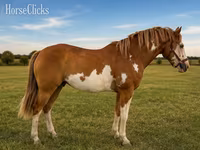 حصان, American paint horse — الصورة 1