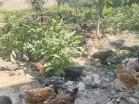 Chickens — foto 3