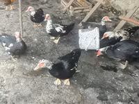 Ducks — 2-сурет
