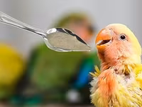 NutriBird A21 – əl ilə bəslənən quş balaları üçün yem qarışığı — 2-rasm