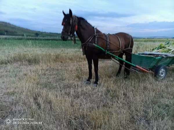 母马, Horses