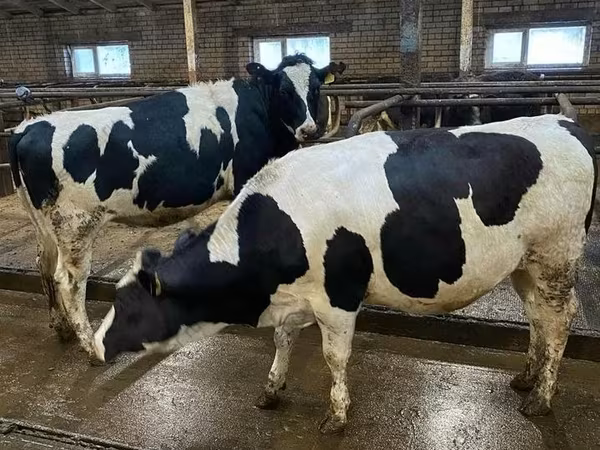 Vaca, Raza Holstein