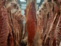 Туша, полутуша говядина халяль в наличии — фото 2