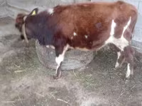 公牛, Swiss cattle — 照片 1
