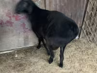 Widder, Hissar sheep — Foto 7