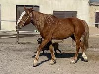 حصان, Kustanai horse — الصورة 5