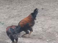 Chickens — फ़ोटो 2