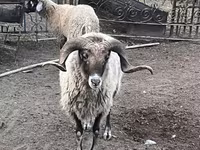 كبش, الأغنام — الصورة 1