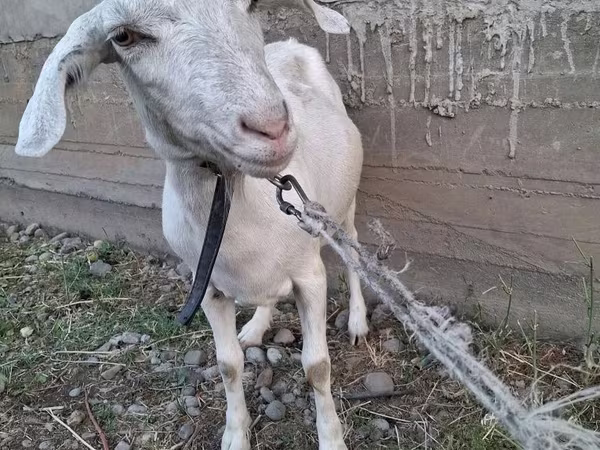 Dişi keçi, Alpine goat