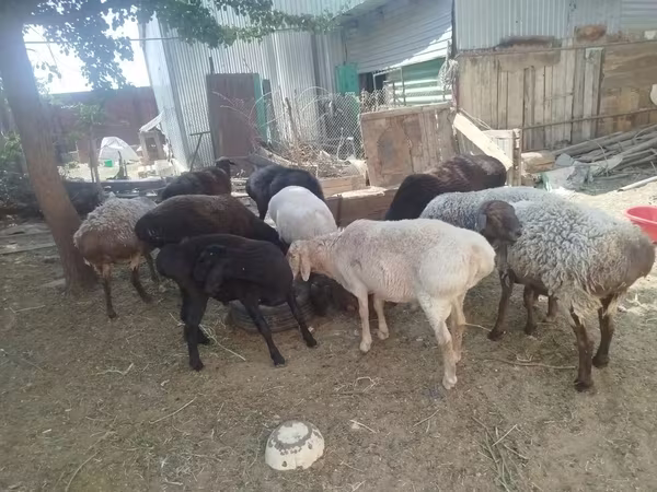 Widder, Arashan sheep