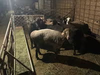 Ram, Sheep — photo 1