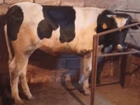 Kuh, Russian Black pied cattle — Foto 1