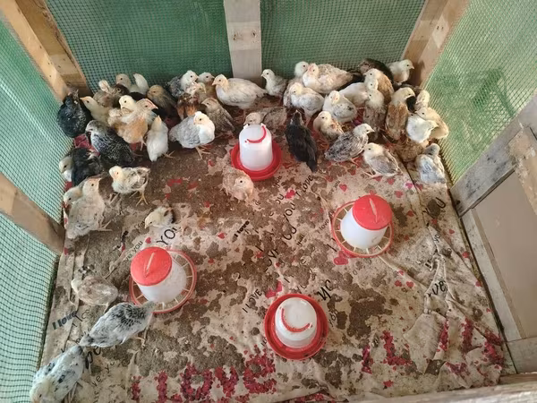 Chickens