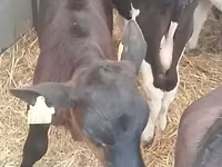公牛, Simmental cattle — 照片 5
