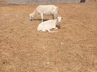 Ziege, Toggenburg goat — Foto 4