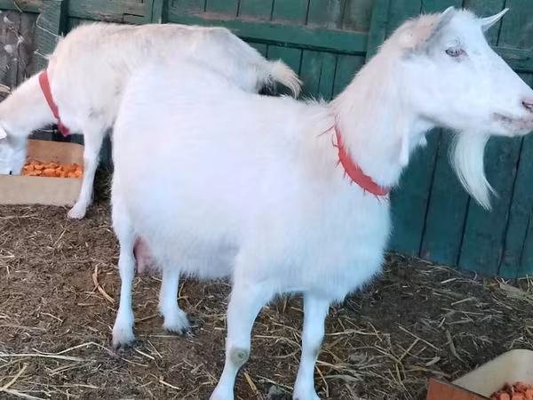 母山羊, Pomellata goat